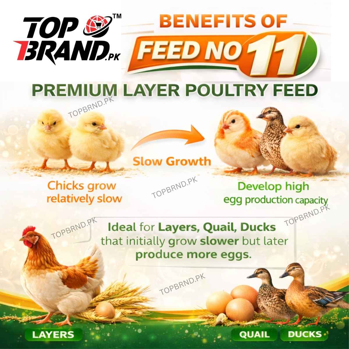 11 No Poultry Feed for Layer Chicken Chicks Feed
