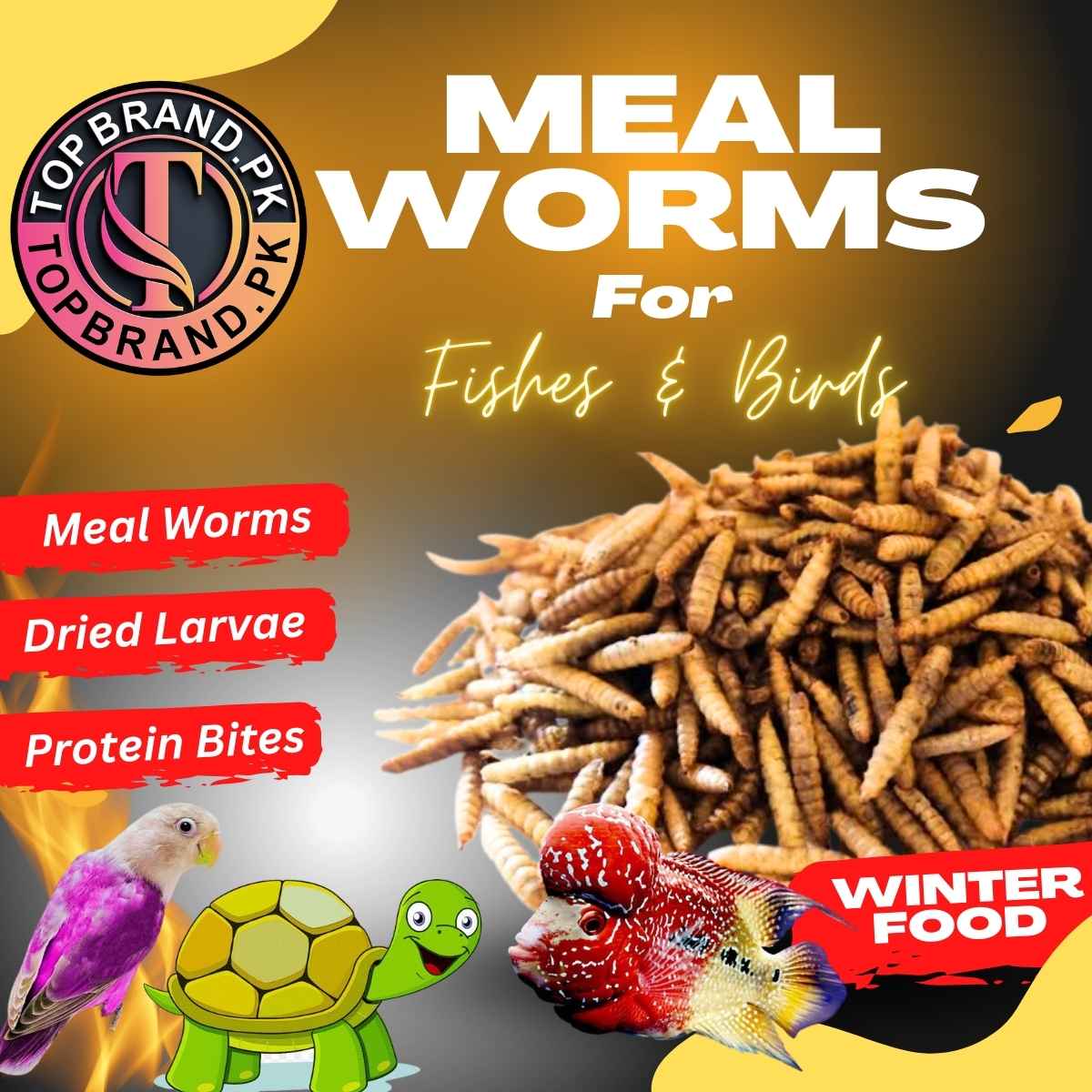 BSF Larvae for birds
BSF Larvae for reptiles
Black Soldier Fly Larvae feed
High-protein feed for birds
Sustainable pet food BSF
Natural BSF Larvae
Bird breeding feed
BSF Larvae for fish
Eco-friendly pet food BSF
Nutrient-rich feed for reptiles