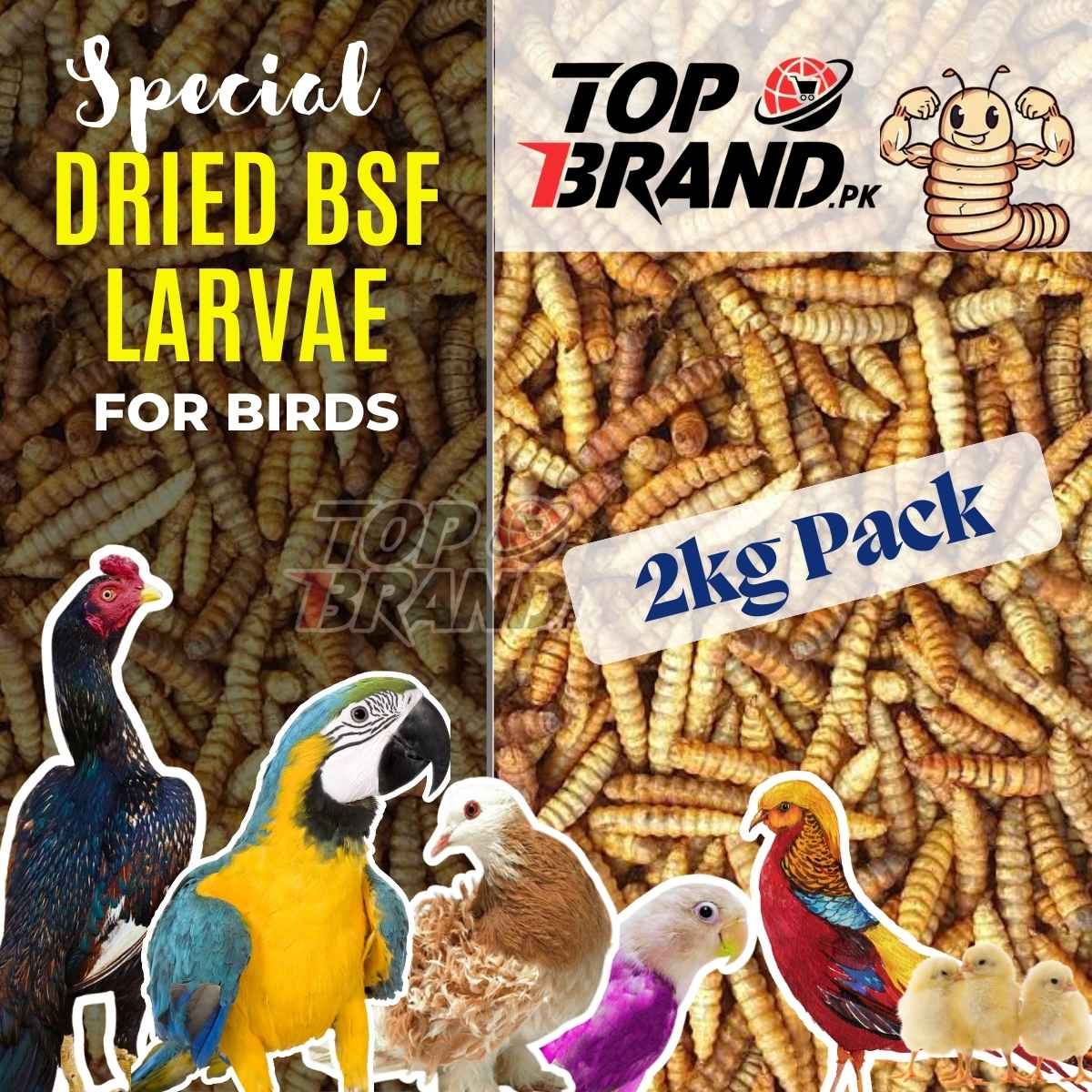 BSF Larvae