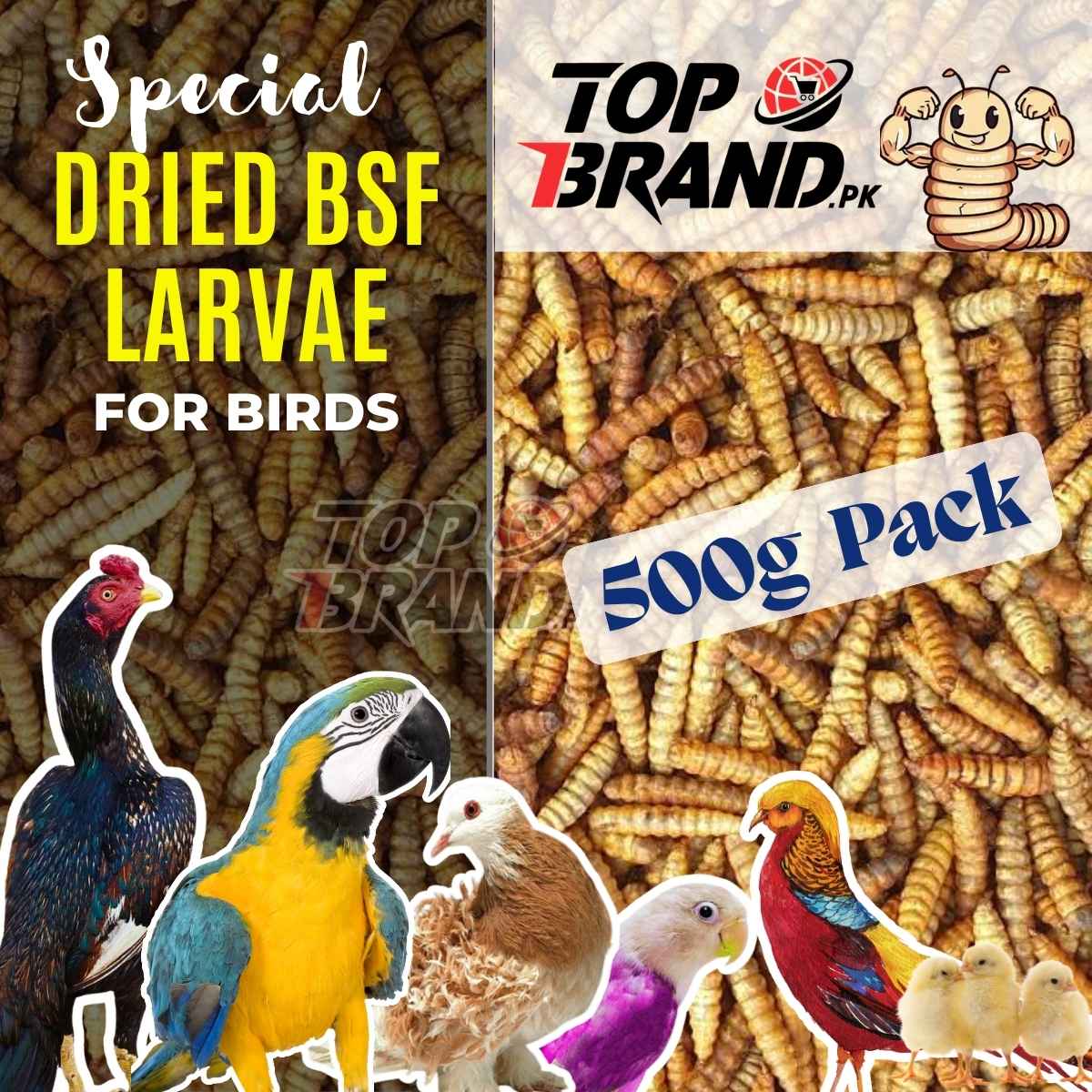 BSF Larvae