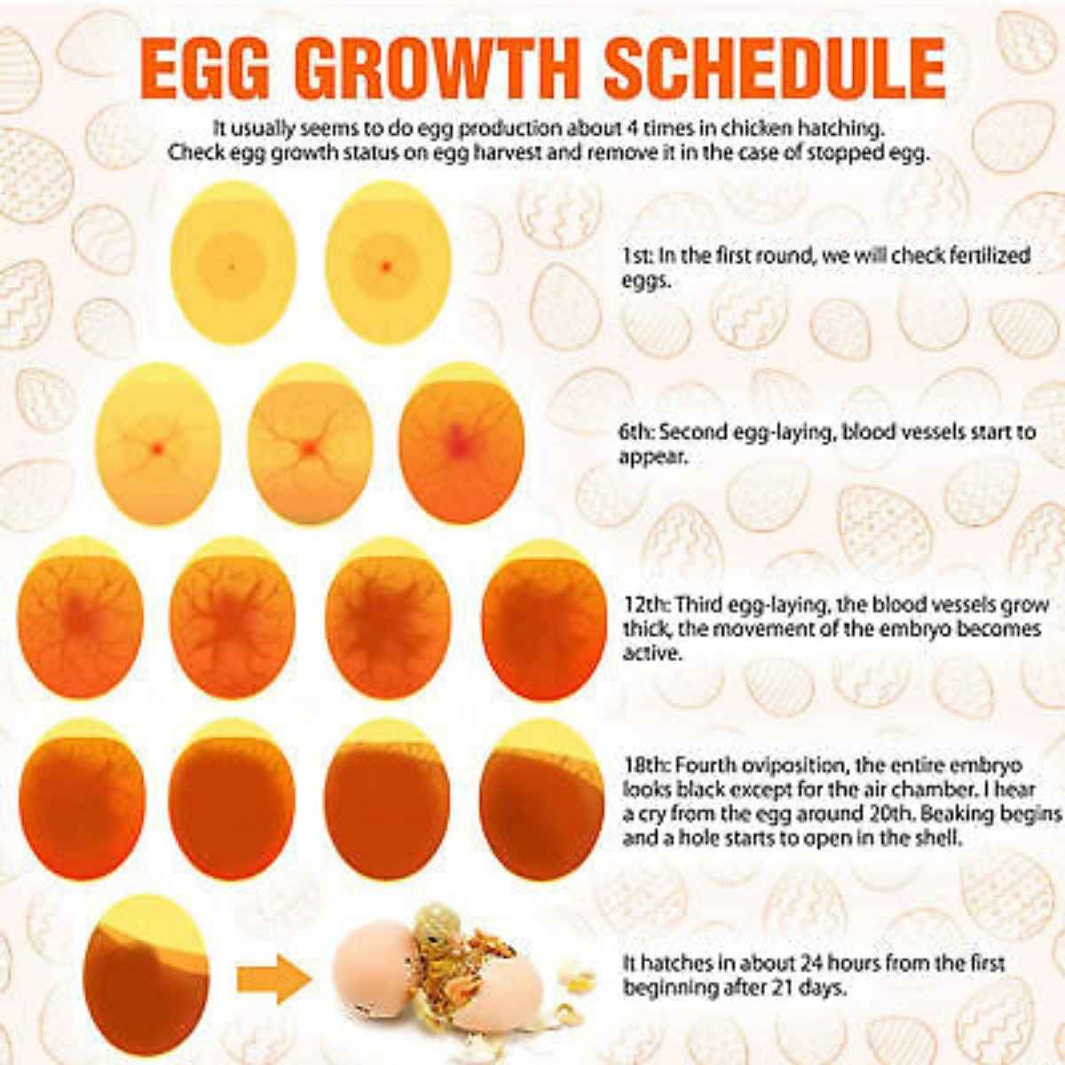 Stainless Steel Egg Candling Torch - Single Piece Candle Torch