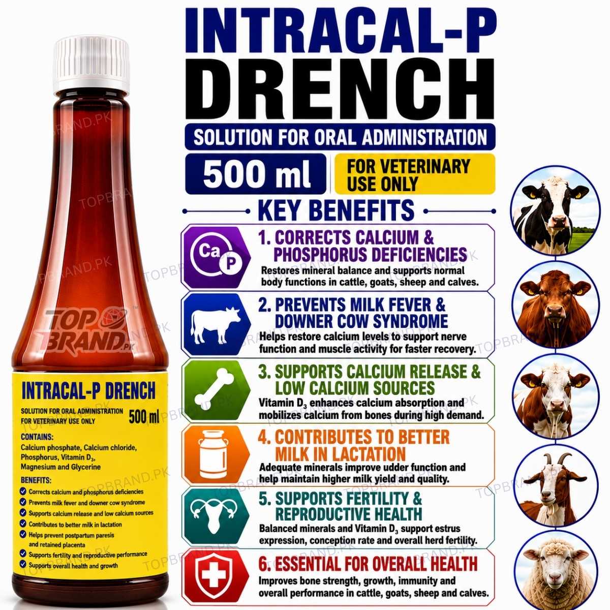 Intracal-P Drench 500 ml | Holland Made