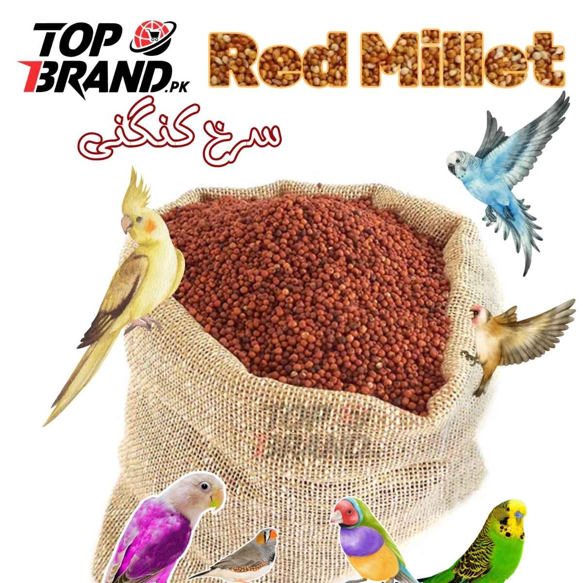 Premium Red Millet Seeds | Surkh Desi Kangni | Lal Kangni for Birds