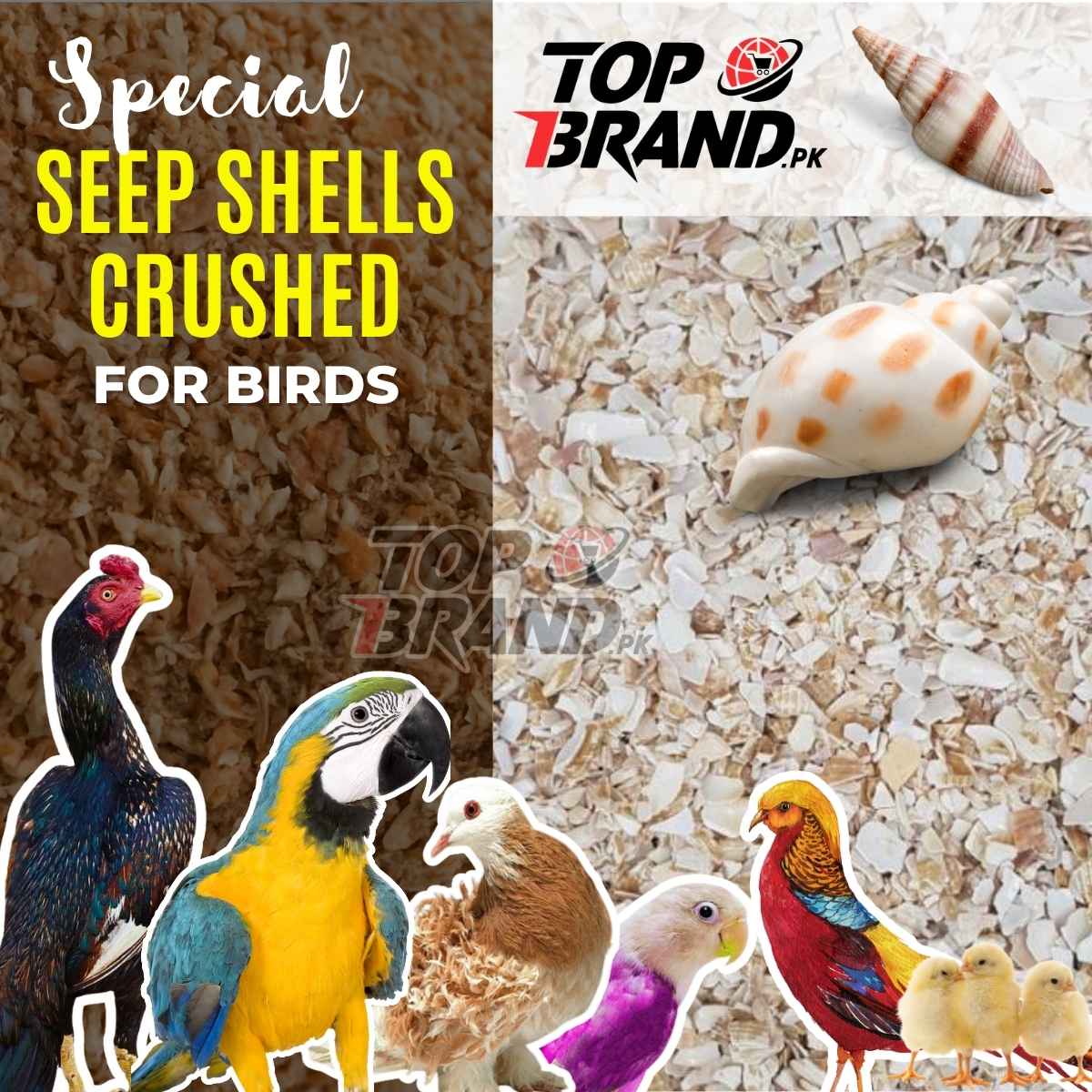 Seep Shells Crushed for Birds