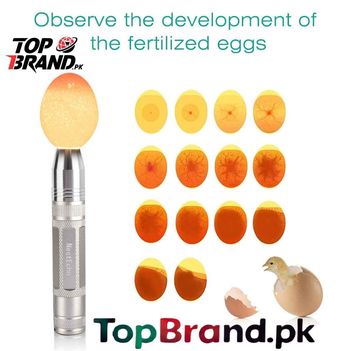 Stainless Steel Egg Candling Torch - Single Piece Candle Torch