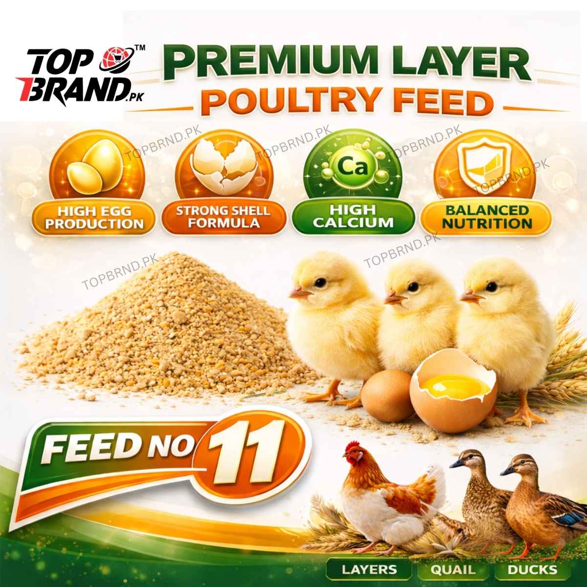 11 No Poultry Feed for Layer Chicken Chicks Feed