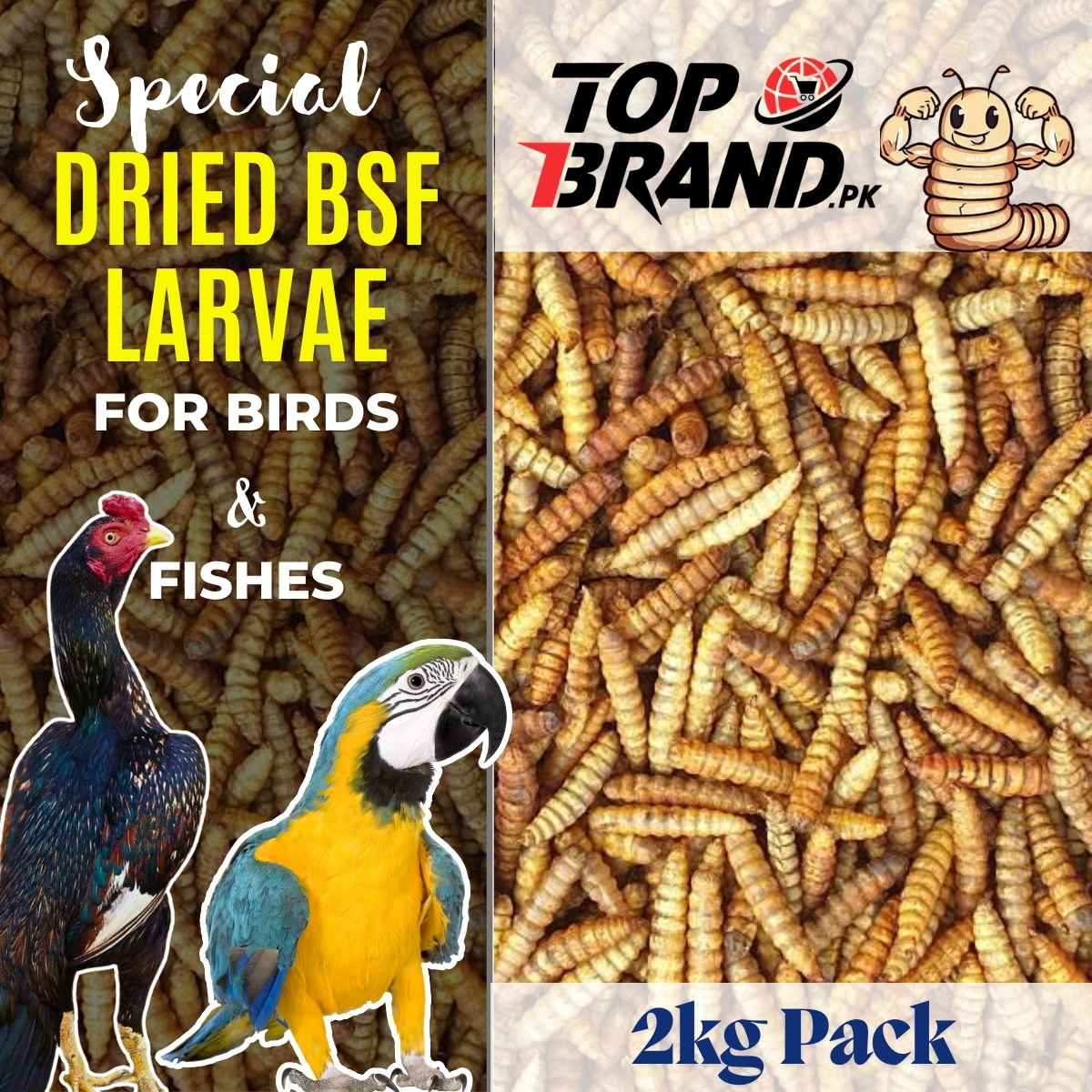 BSF Larvae