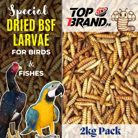 BSF Larvae – A Protein-Rich Meal for Birds, Reptiles, and Aquatic Pets