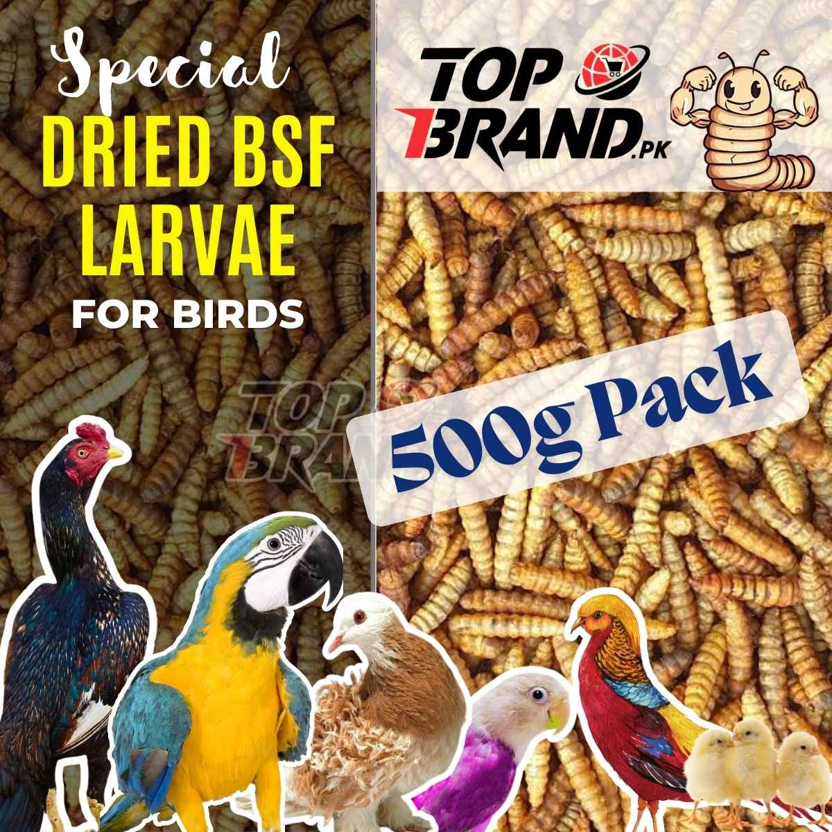 BSF Larvae