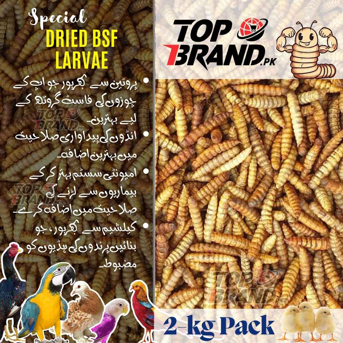 BSF Larvae