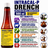 Intracal-P Drench 500 ml | Holland Made