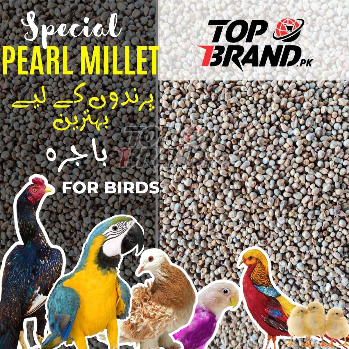 High-Quality Pearl Millet Seeds (Bajra) for Birds