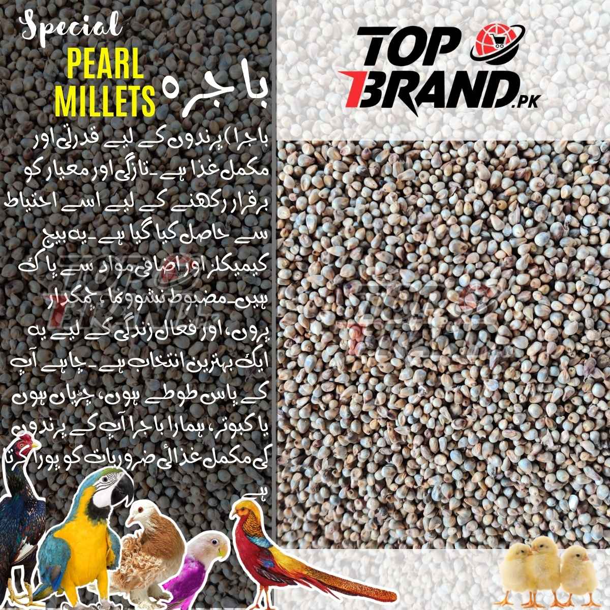High-Quality Pearl Millet Seeds (Bajra) for Birds