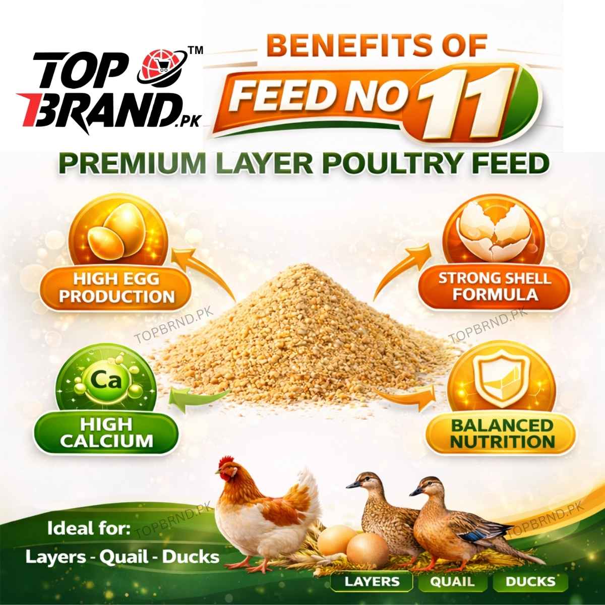 11 No Poultry Feed for Layer Chicken Chicks Feed