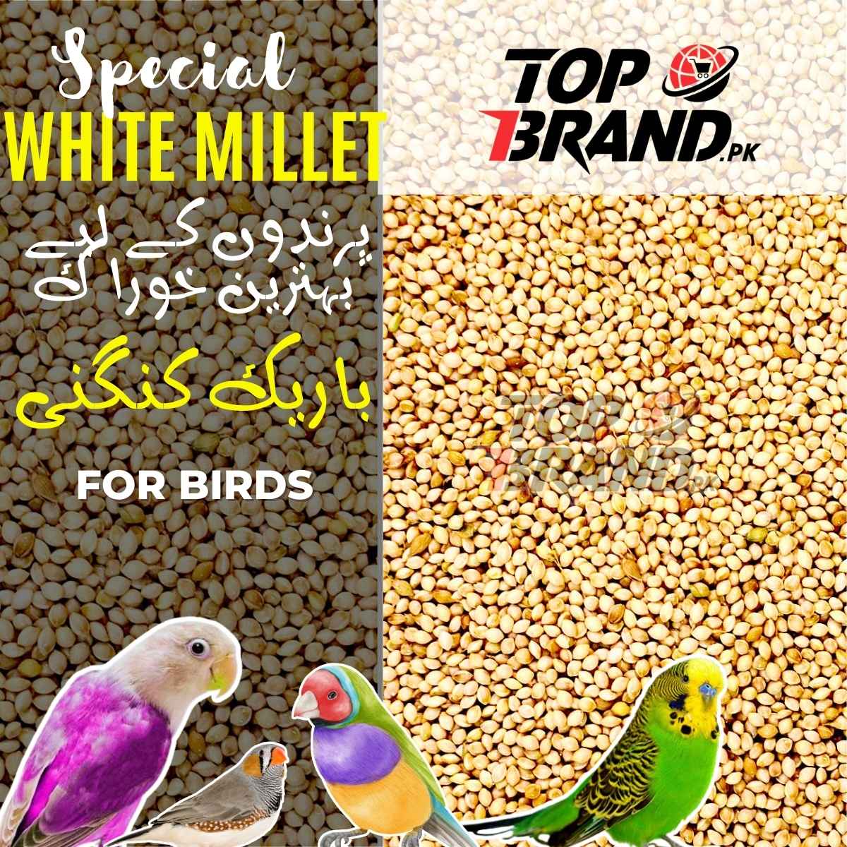 Premium White Millet Seeds | Bareek Kangni | Desi Kangni for Birds