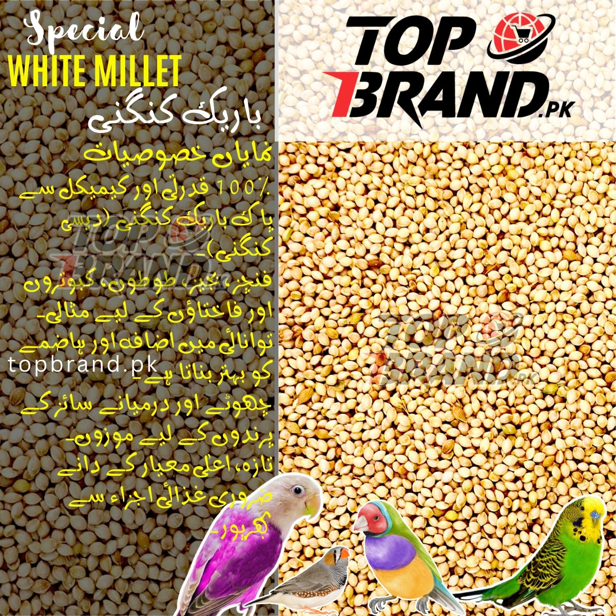 Premium White Millet Seeds | Bareek Kangni | Desi Kangni for Birds