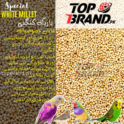 Premium White Millet Seeds | Bareek Kangni | Desi Kangni for Birds